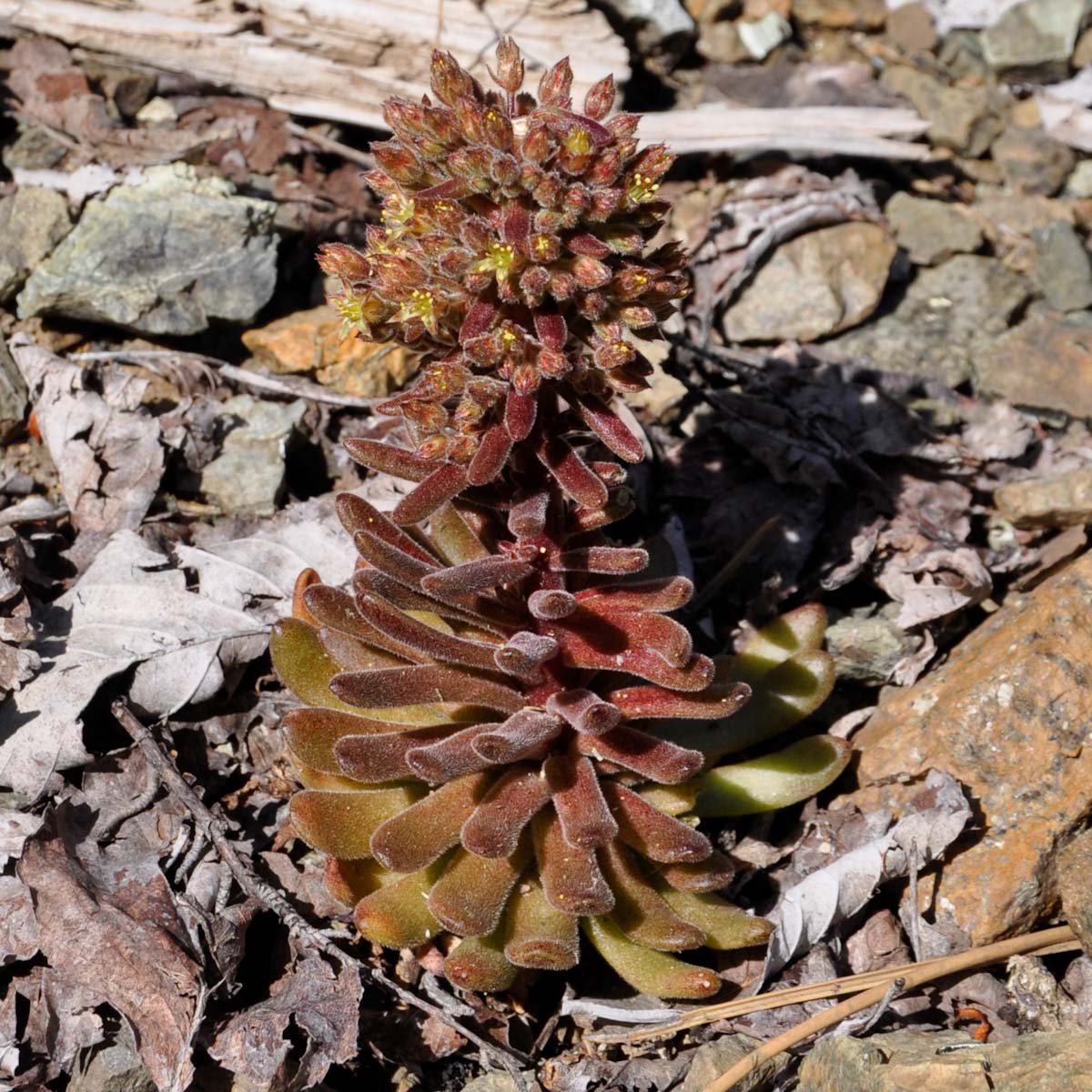 Изображение особи Sedum microstachyum.