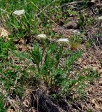 Pachypleurum alpinum. Цветущее растение. Алтай, Улаганский р-н, окр. с. Акташ, Курайский хребет, долина р. Ярлы-Амры, ≈ 1800 м н.у.м., сухой склон. 21.06.2019.