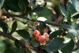 Berberis nummularia