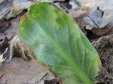 Arum maculatum