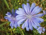 Cichorium intybus