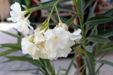 Nerium oleander