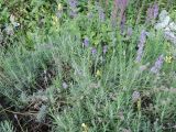 Lavandula angustifolia. Цветущие и плодоносящие растения. Москва, Якиманка, ЦПКиО им. Горького, Партер, в культуре. 29.08.2020.