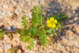 Tribulus terrestris