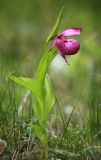 Cypripedium macranthos. Цветущее растение. Приморский край, окр. г. Дальнегорск, падь Партизанская, известняковый каменистый склон с травянистой растительностью. 11.06.2022.