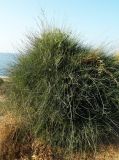 Ephedra foeminea