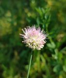 Allium kaschianum