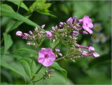 Phlox paniculata