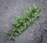 Cardamine impatiens