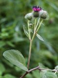 Arctium × ambiguum