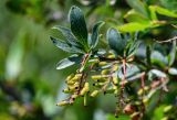 Berberis vulgaris. Верхушка побега с незрелым соплодием. Грузия, Самцхе-Джавахети, окр. крепости Ацкури, луговой склон. 12.06.2023.