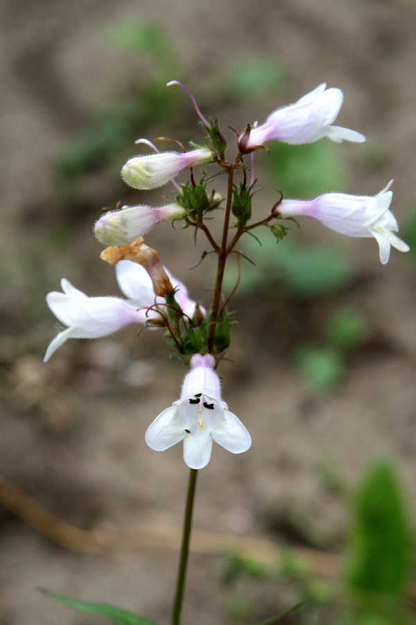 Изображение особи Penstemon digitalis.