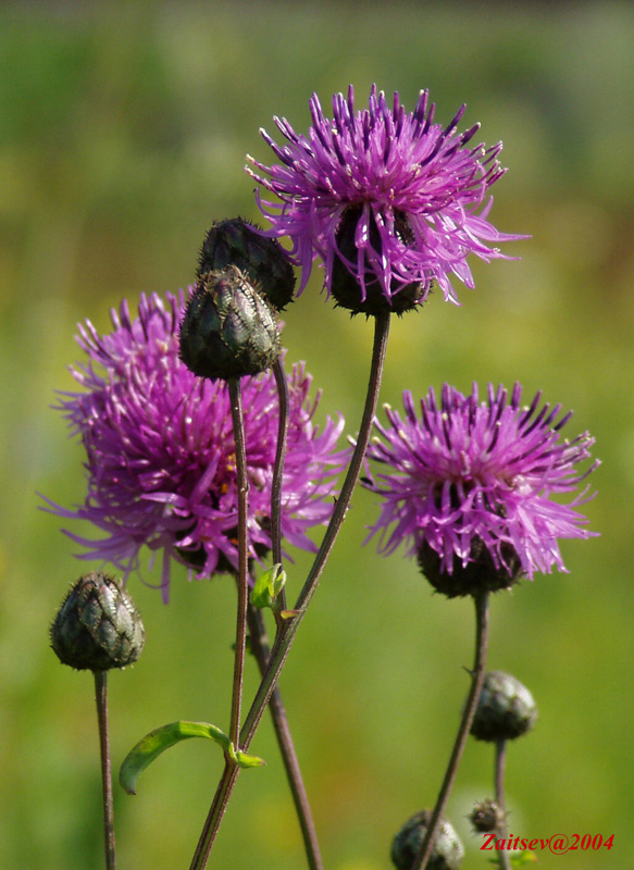 Image of Centaurea apiculata specimen.