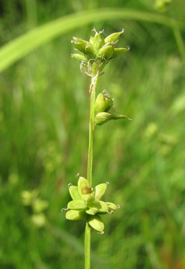 Изображение особи Carex loliacea.