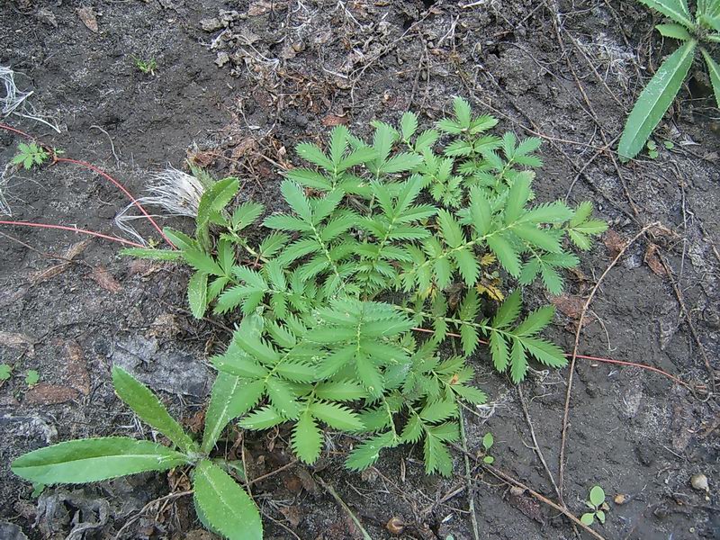 Изображение особи Potentilla anserina.