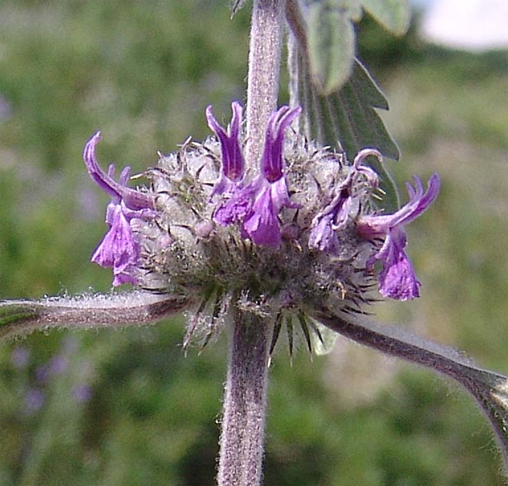 Изображение особи Marrubium leonuroides.