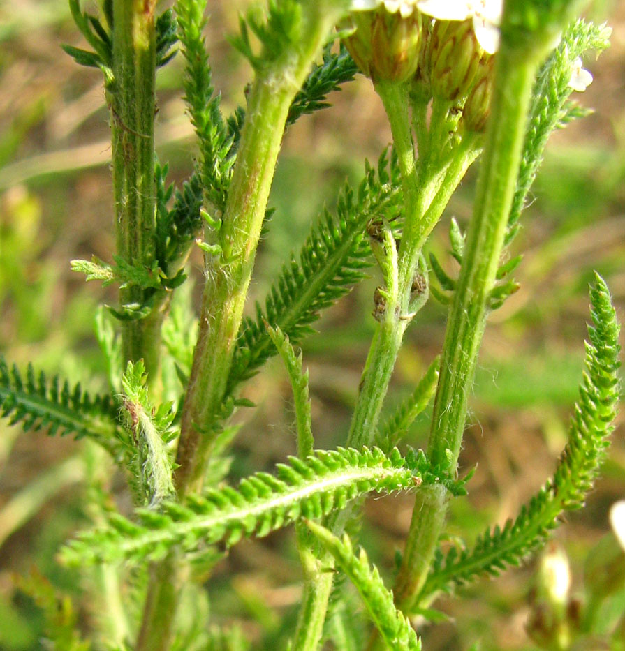 Изображение особи Achillea collina.