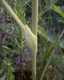 Heracleum sibiricum