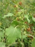 Xanthium orientale