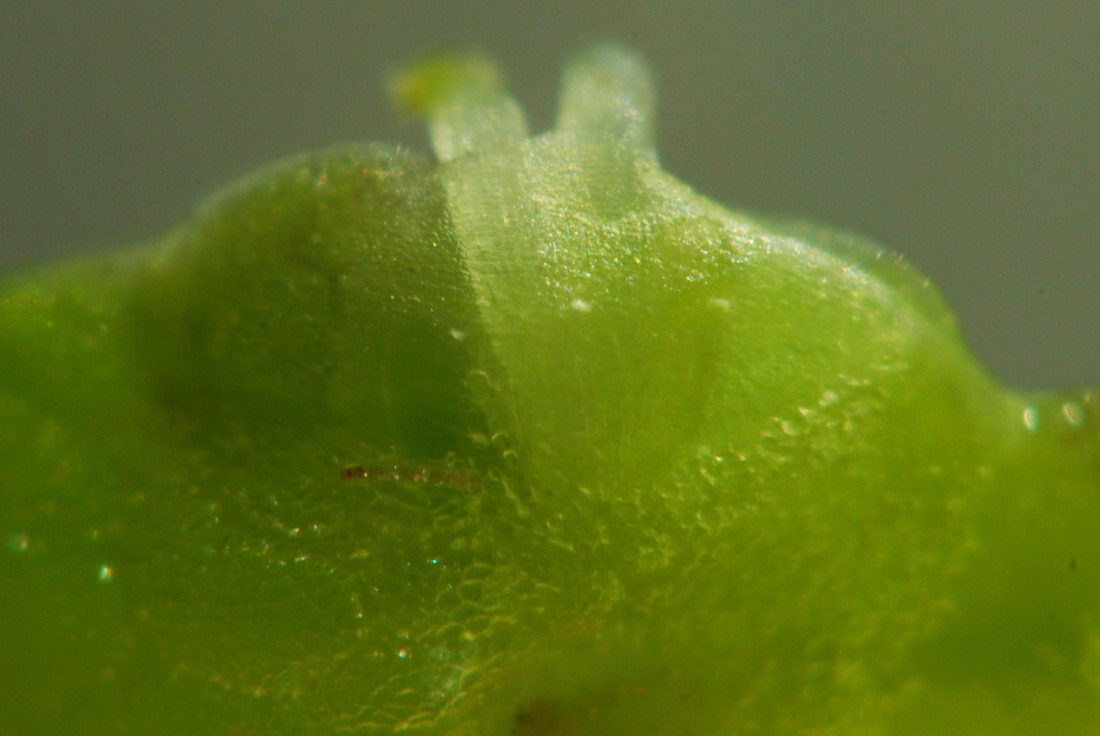 Image of Lemna gibba specimen.