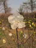 Rhododendron mucronulatum