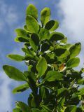 Berberis vulgaris