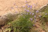 Campanula rotundifolia