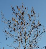 Alnus japonica