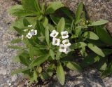 Lobularia maritima