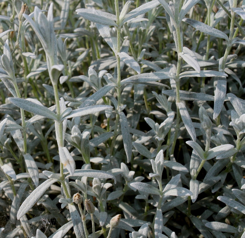 Изображение особи Cerastium tomentosum.