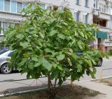 Catalpa bignonioides. Плодоносящее растение. Волгоград, в озеленении. 23.06.2014.