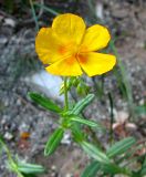 Helianthemum nummularium. Верхняя часть цветущего растения. Краснодарский край, окр. г. Новороссийск, Маркотхский хр., можжевеловое редколесье. 31.05.2009.