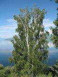 Betula pendula. Крона взрослого дерева. Восточный Казахстан, Южный Алтай, р-н Маркакольского зап-ка. 30 июня 2012 г.