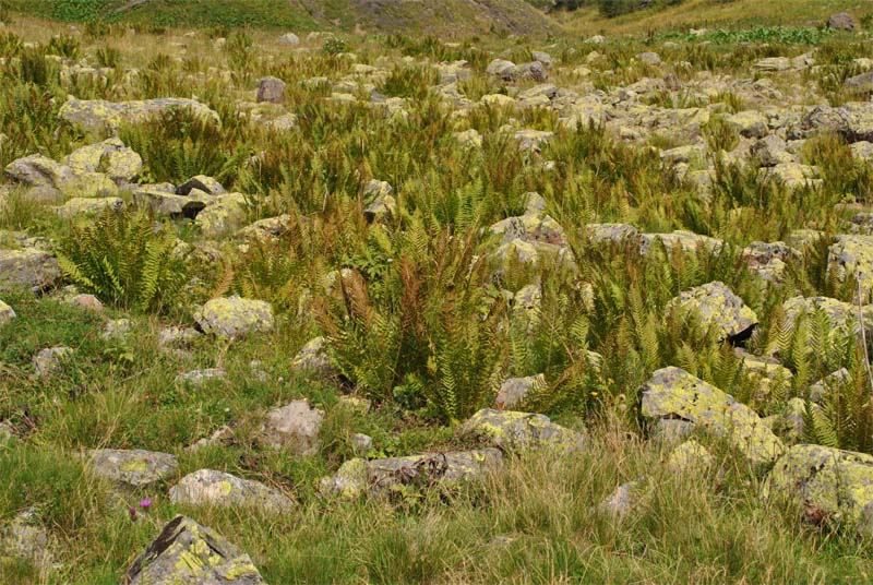 Изображение особи Dryopteris oreades.