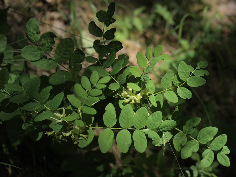 Изображение особи Astragalus glycyphyllos.