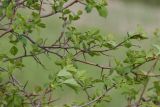 Crataegus sanguinea