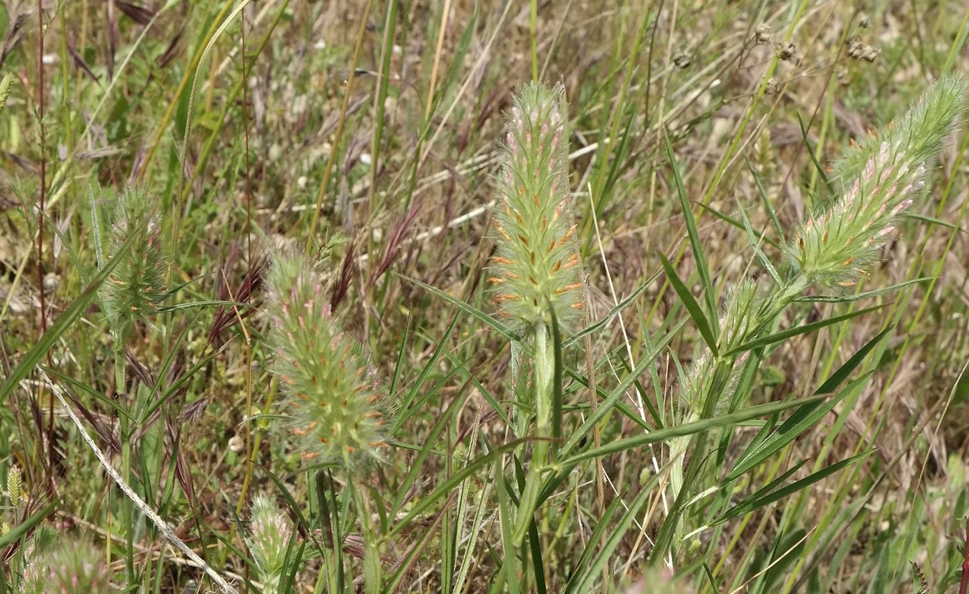 Изображение особи Trifolium angustifolium.