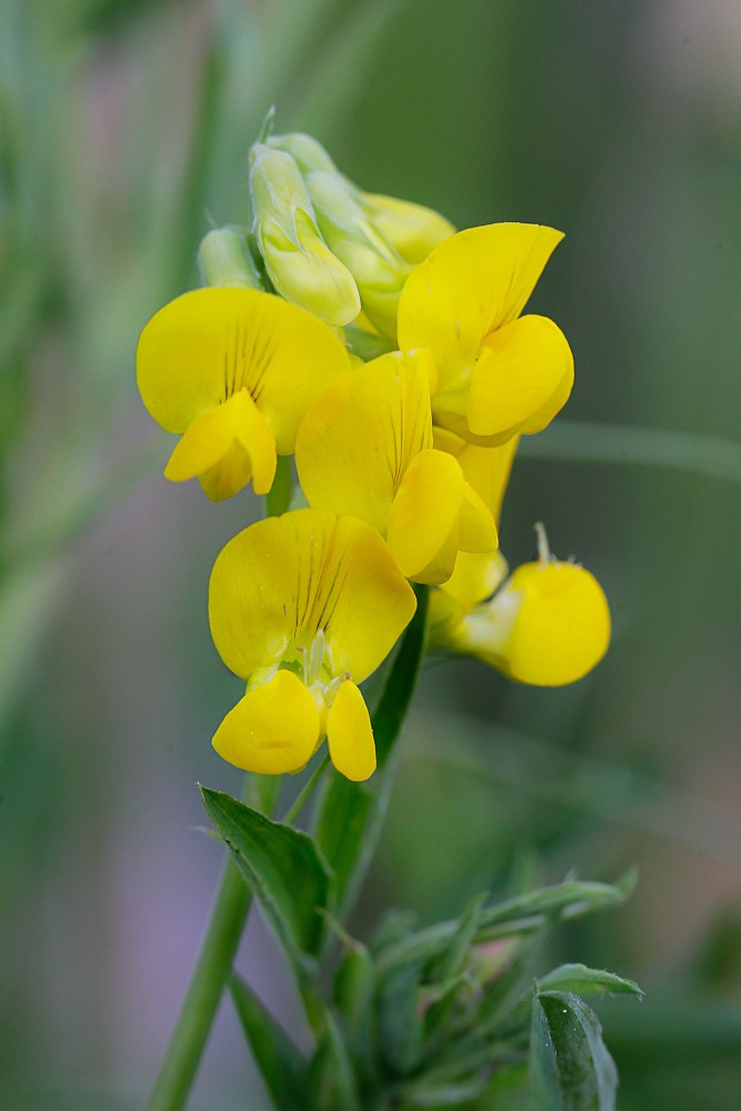 Изображение особи Lathyrus pratensis.