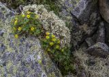 Potentilla elegans