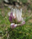 род Astragalus