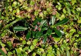 Chimaphila umbellata