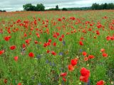 Papaver rhoeas