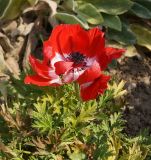 Anemone coronaria