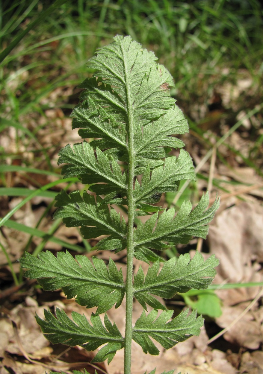 Изображение особи Pyrethrum poteriifolium.