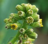 Ligularia heterophylla