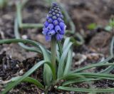 Muscari armeniacum