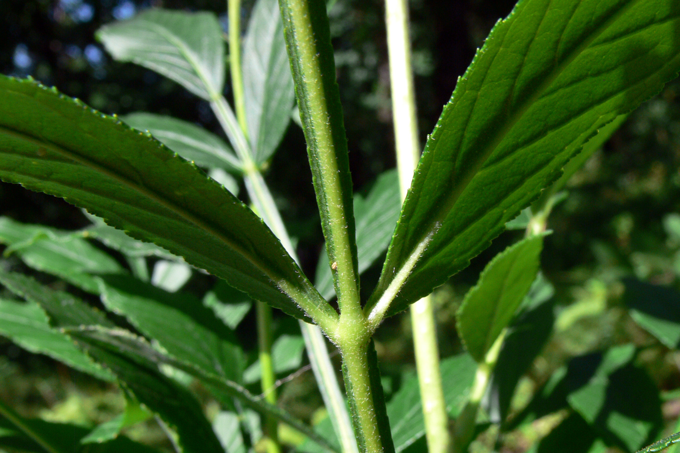Изображение особи Dictamnus dasycarpus.