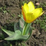 род Tulipa