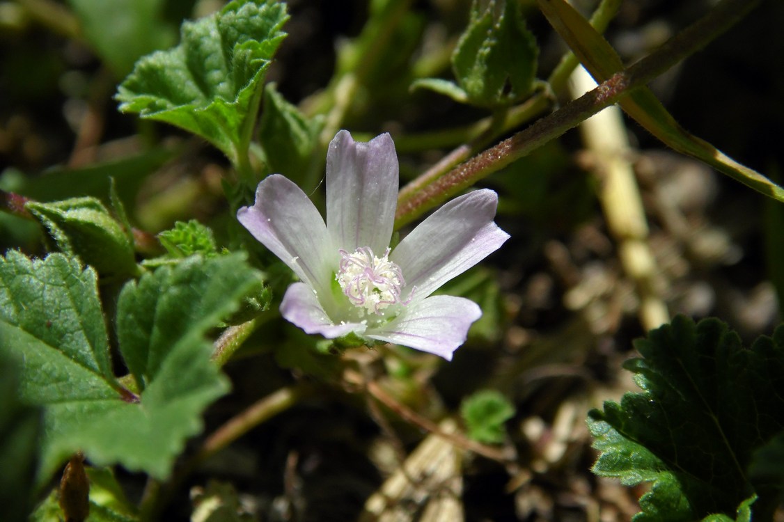 Изображение особи Malva neglecta.