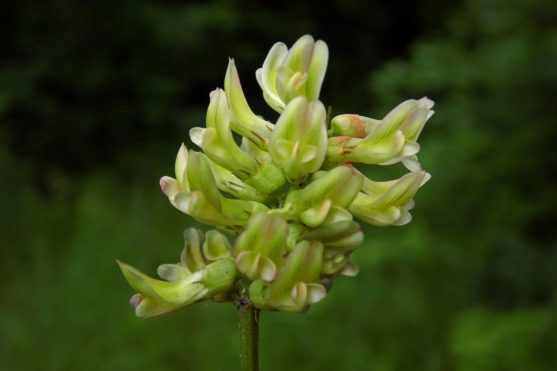 Изображение растения Astragalus glycyphyllos.